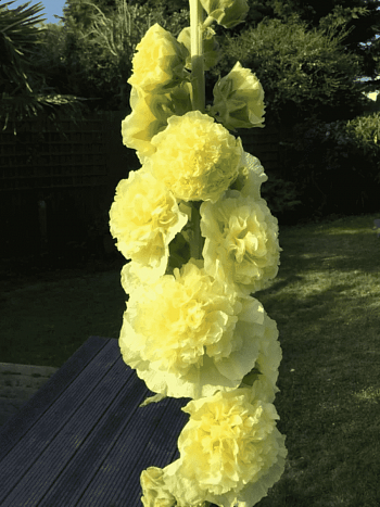 Мальва розовая Chater's Double Yellow