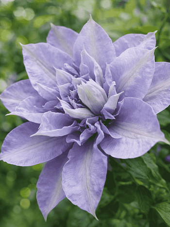 Клематис Blue Cotillion