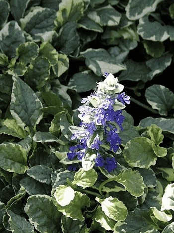 Живучка ползучая Variegata