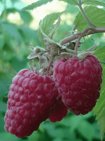 Малина обыкновенная Маросейка