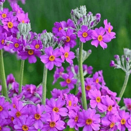 Примула Бисса