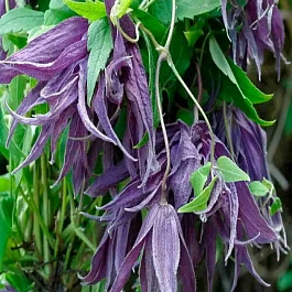 Клематис Violet Surprise PBR