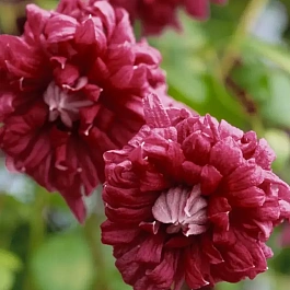 Клематис гибридный Purpurea Plena Elegans