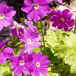 Примула кортузовидная Primadiente Rose