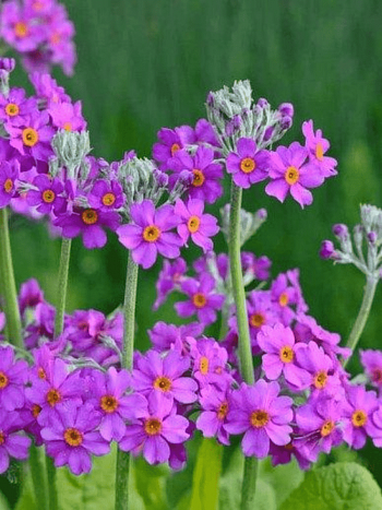 Примула Бисса