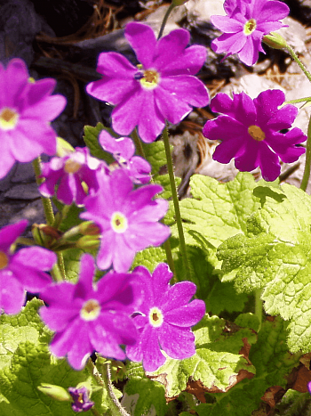 Примула кортузовидная Primadiente Rose