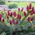Ель Bicolor Ель Bicolor