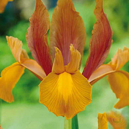 Ирис голландский Отем Принцесс