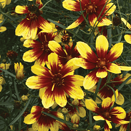 Кореопсис крупноцветковый Bengal Tiger