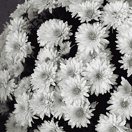 Хризантема мелкоцветковая Baby mum white