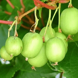 Актинидия коломикта Лакомка