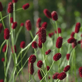 Кровохлебка  Beetlewings