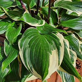 Хоста гибридная Сорбет