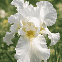 Ирис германский Bianca