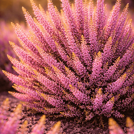 Вереск обыкновенный Theresa