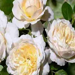 Роза Crocus Rose