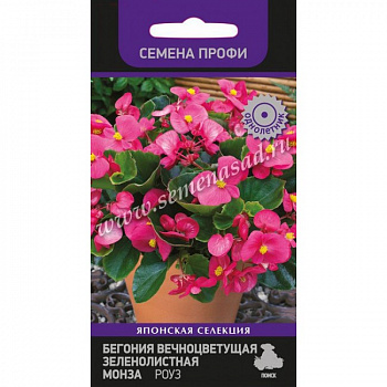 Бегония вечноцветущая зеленолистная Монза Роуз