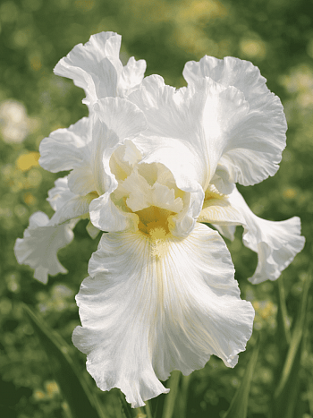 Ирис германский Bianca