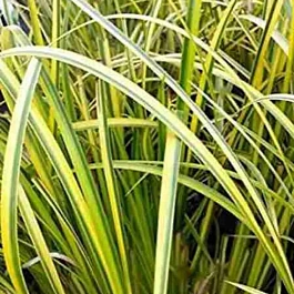 Аир злаковидный Ogon