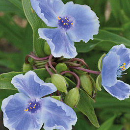 Традесканция Андерсона Эвридика