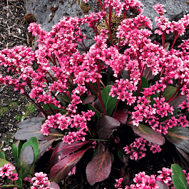 Бадан гибридный Pink Dragonfly