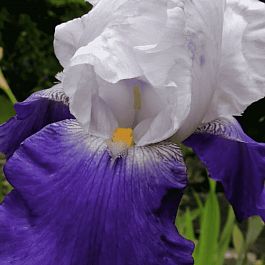 Ирис германский Salonique