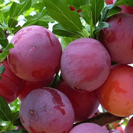 Алыча гибридная Найдена