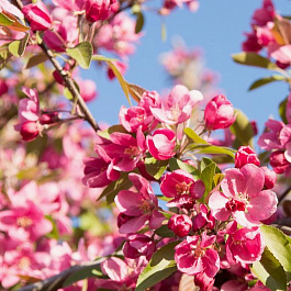 Яблоня декоративная Хопа Яблоня декоративная Хопа