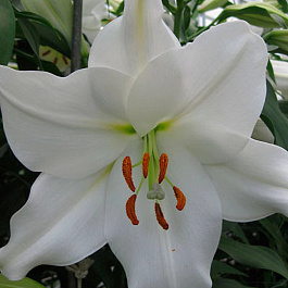 Лилия ЛОО-гибрид Полар