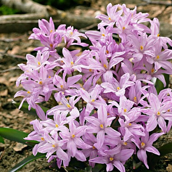 Хионодокса Rosea