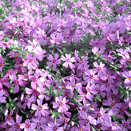 Флокс шиловидный Moerheimii