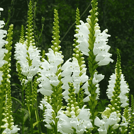 Физостегия виргинская Alba