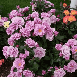 Роза Флорибунда Blueberry Hill