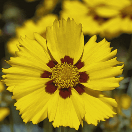 Кореопсис гибридный Tequila Sunrise