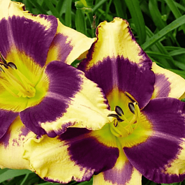 Лилейник Jamaican me Crazy