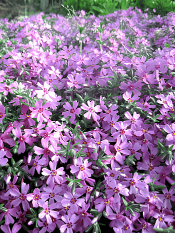 Флокс шиловидный Moerheimii