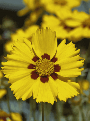 Кореопсис гибридный Tequila Sunrise