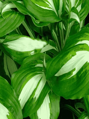 Хоста Univittata