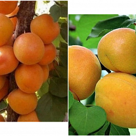 Дерево-сад (2-3х летка) абрикос 2 сорта Алеша -Жигулевский сувенир