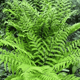 Кочедыжник женский Rotstiel