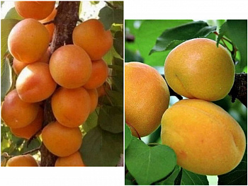 Дерево-сад (2-3х летка) абрикос 2 сорта Алеша -Жигулевский сувенир