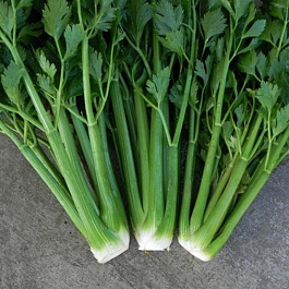 Сельдерей черешковый Юта