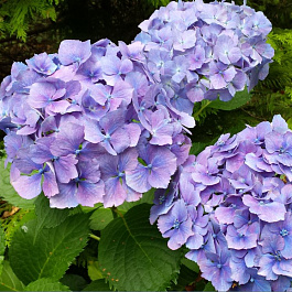 Гортензия крупнолистовая Йола