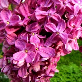 Сирень обыкновенная Ирина Архипова