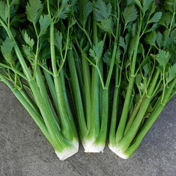 Сельдерей черешковый Юта