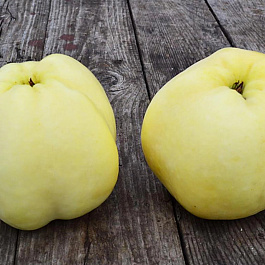 Яблоня Антоновка полуторафунтовая (Антоновка шестисотграммовая)