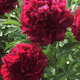 Пион Молочноцветковый Big Red Boomer Sooner