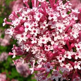 Сирень мейера Red Pixie