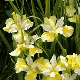 Ирис сибирский Yellow Tail