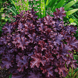 Гейхера Black Beauty
